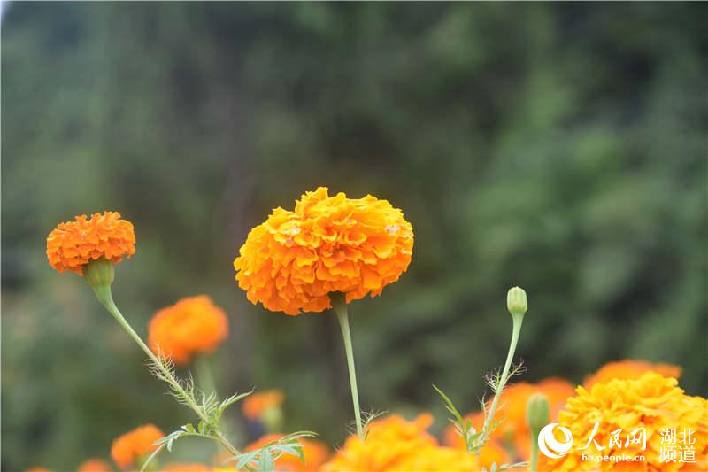 組圖：生態“望城坡” 繁花迎客來