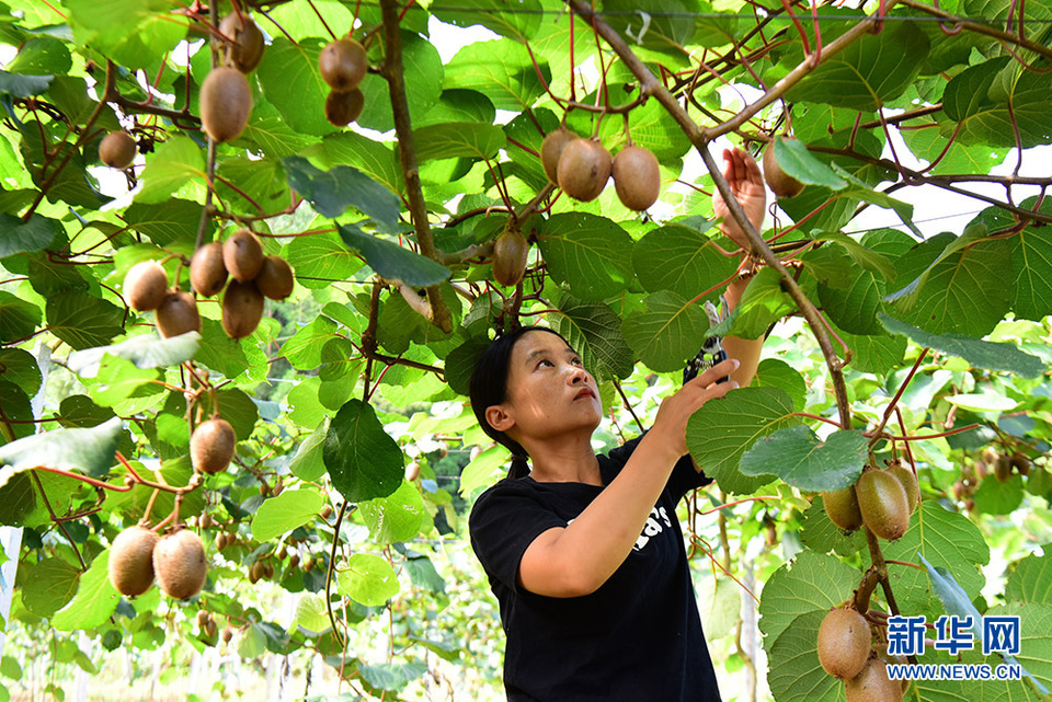 湖北咸豐：田園風光如畫卷