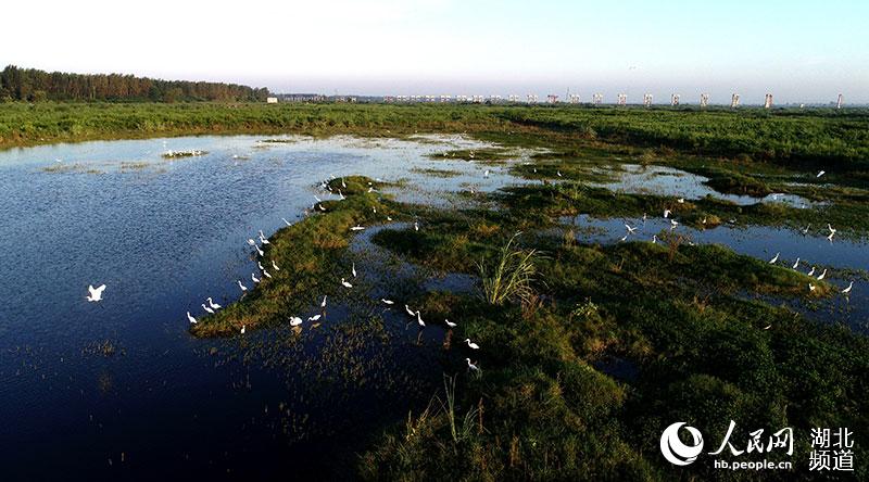 湖北宜城：萬洋洲濕地公園成為白鷺“天堂”