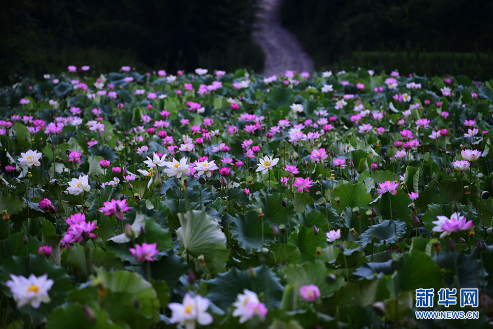 湖北咸豐：曲江荷韻綻芬芳