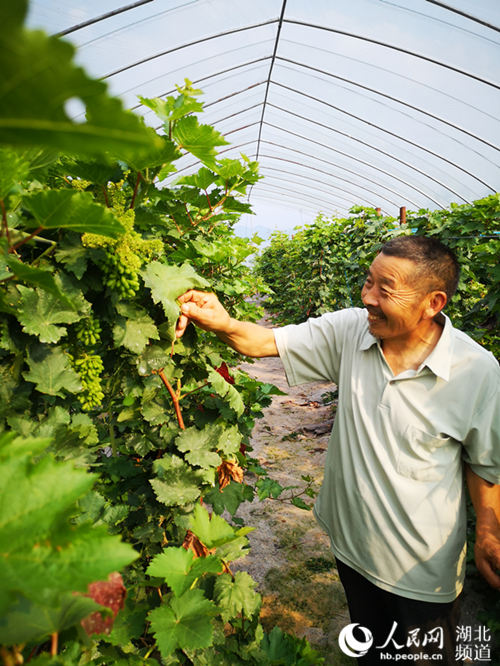 武當山試種“藍寶石”葡萄長勢喜人