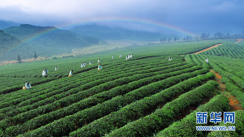 湖北赤壁：萬里茶道源頭千年磚茶歷久彌新