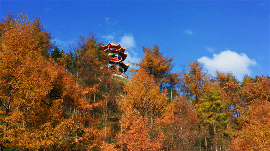 湖北建始：秋色黃遍地 林海盡染金