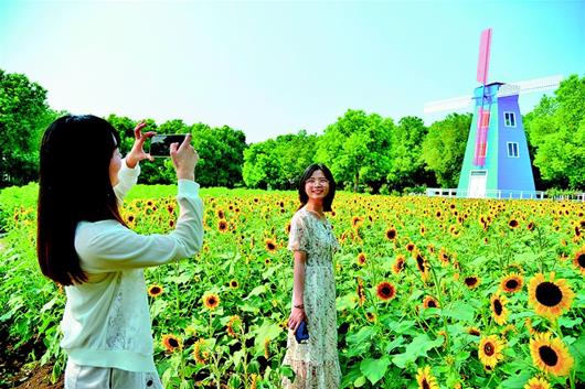 武漢鬱金香主題公園金秋百花綻放