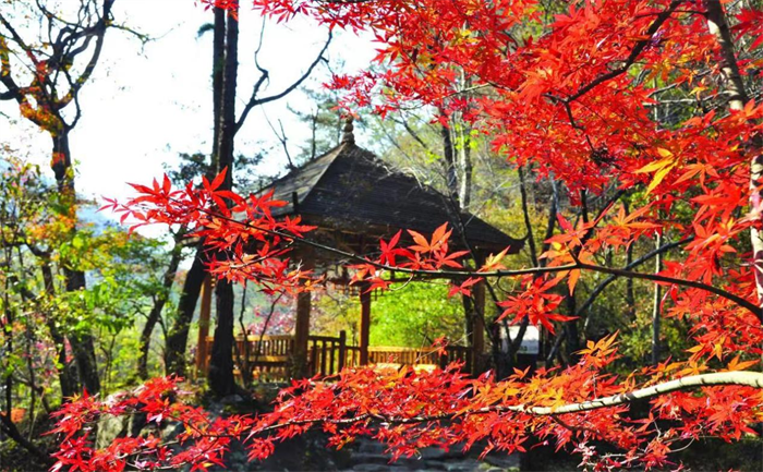 黃岡英山縣桃花衝風景區第六屆紅葉節開幕_fororder_圖片1