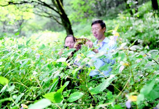 襄陽保康發現千畝野生鳳仙花群落