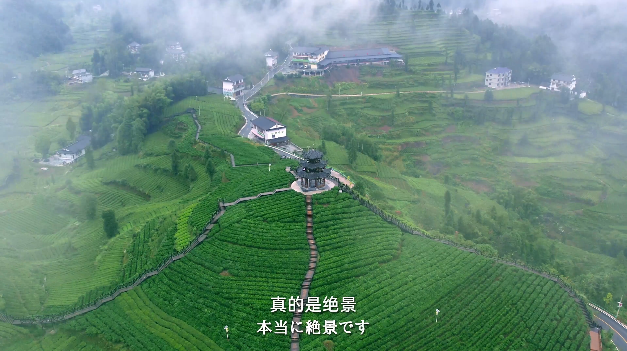 《家住長江邊》第七集：湖北茶鄉好風光_fororder_圖片6