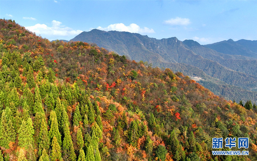 湖北鶴峰：初冬彩林美如畫