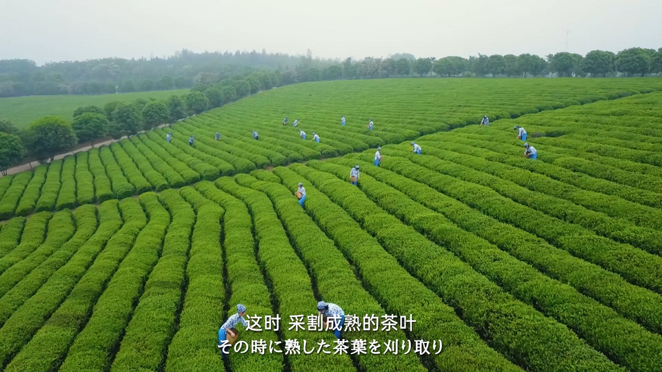 《家住長江邊》第七集：湖北茶鄉好風光_fororder_圖片9