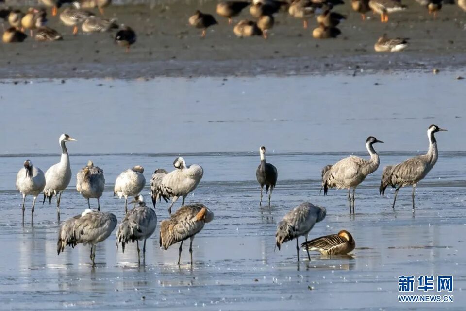 武漢：10萬隻候鳥飛臨沉湖國際濕地