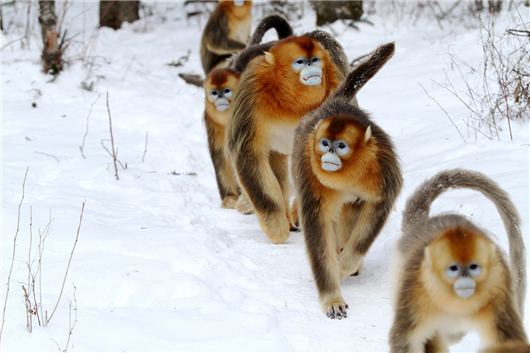 【急稿】【湖北】【客戶稿件】湖北神農架景區2019旅遊推介會在廣州舉辦