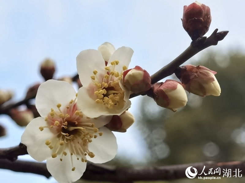 湖北武漢：天暖梅花漸次開