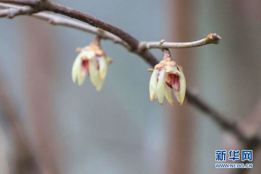 湖北鶴峰：臘梅花開迎春來