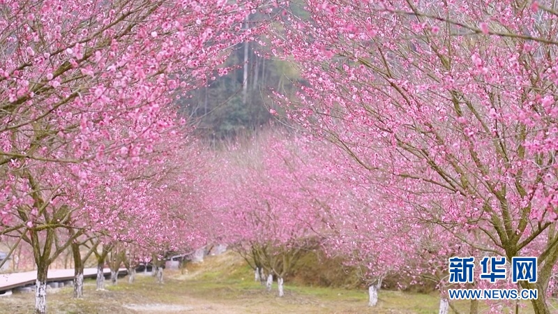 湖北恩施州：十里梅花競開放 土家山村春意濃