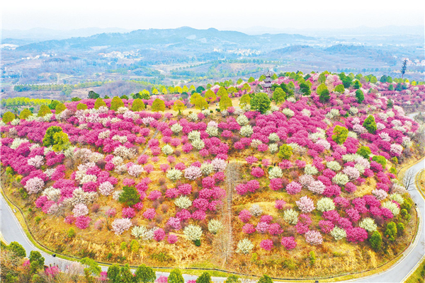 武漢黃陂：花滿山坡迎客來_fororder_01