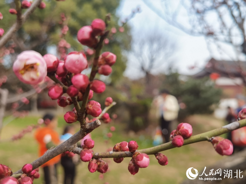 湖北武漢：天暖梅花漸次開