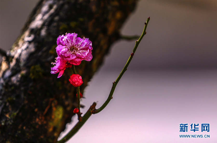 湖北鶴峰：臘梅花開迎春來