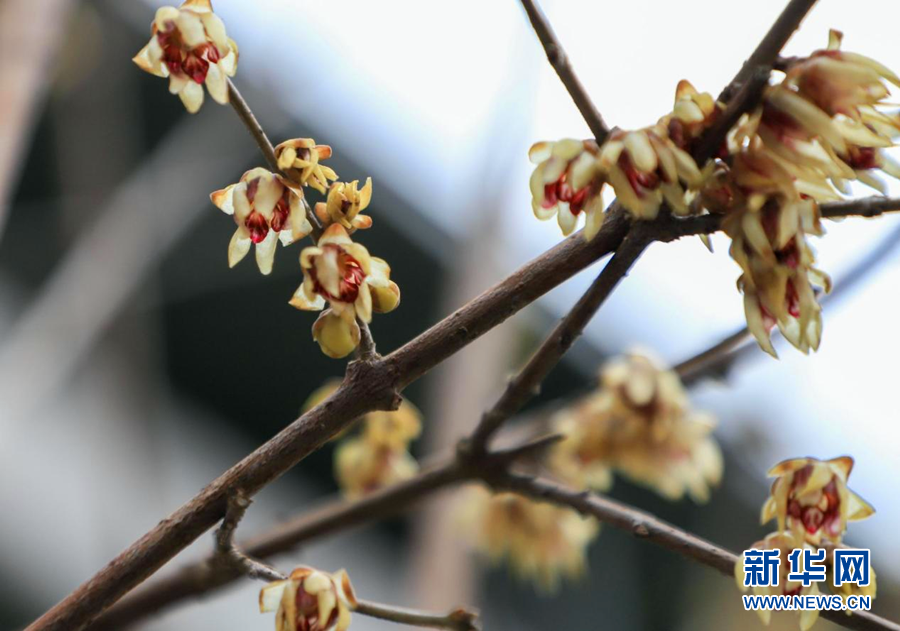 湖北鶴峰：臘梅花開迎春來