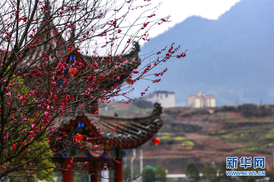 湖北鶴峰：臘梅花開迎春來