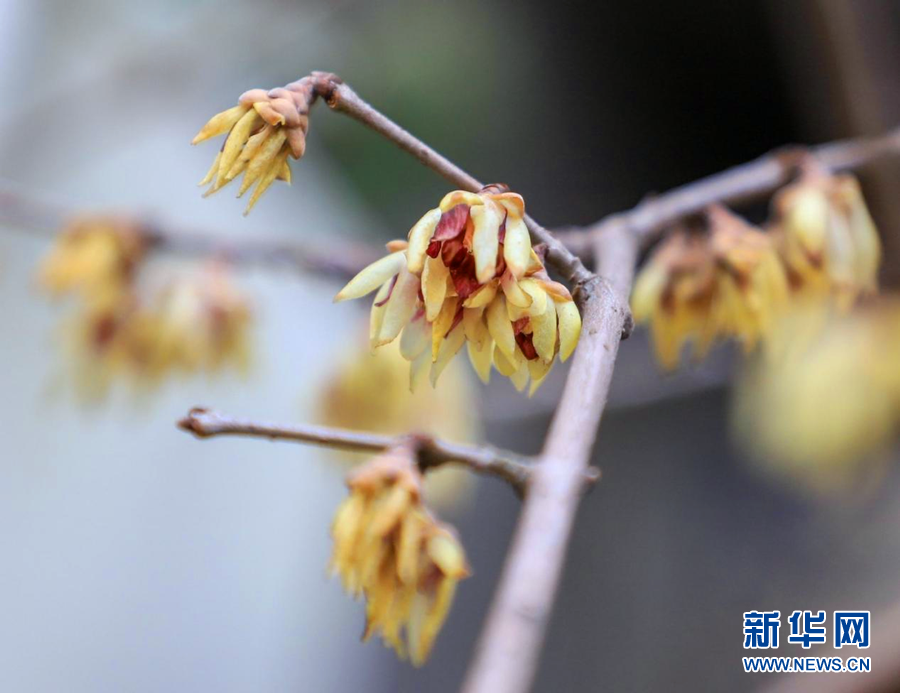 湖北鶴峰：臘梅花開迎春來