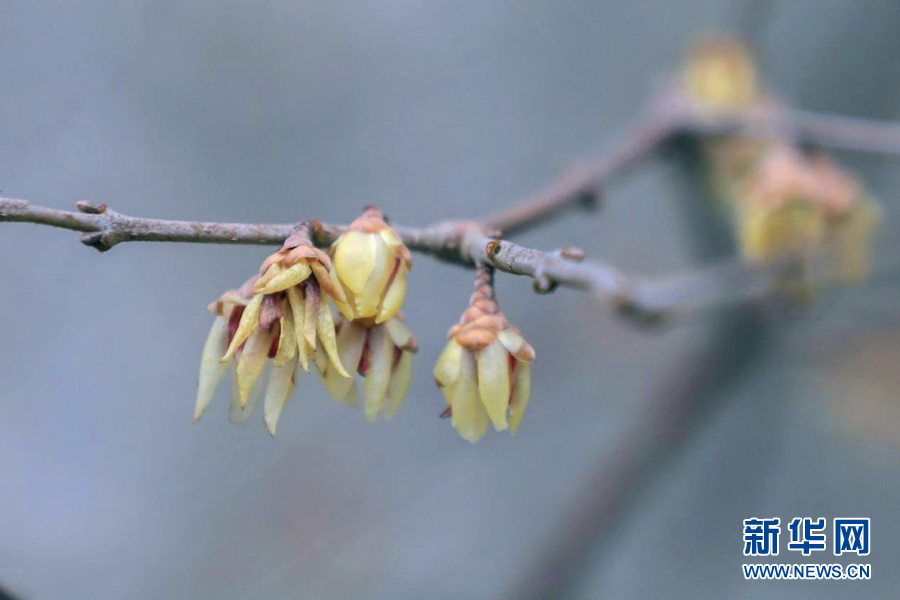 湖北鶴峰：臘梅花開迎春來