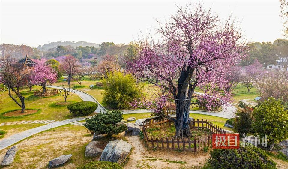 武漢東湖梅園800年“梅祖宗”激情綻放