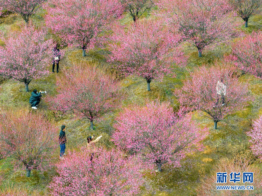 武漢江夏：梅花綻放 春意盎然