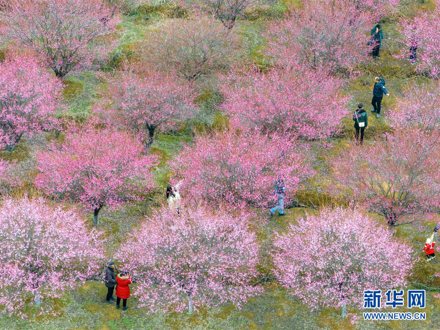 武漢江夏：梅花綻放 春意盎然