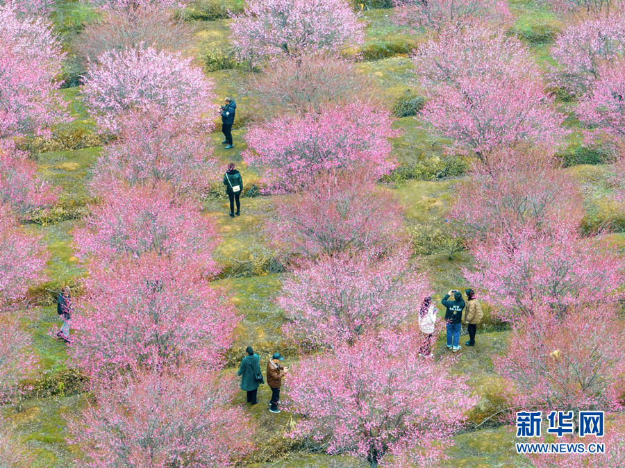 武漢江夏：梅花綻放 春意盎然