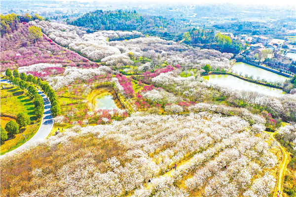 武漢：櫻花滿山坡_fororder_01