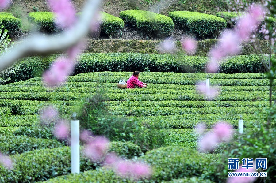 湖北宜昌：春花相伴採茶忙