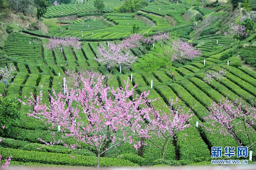 湖北宜昌：春花相伴採茶忙