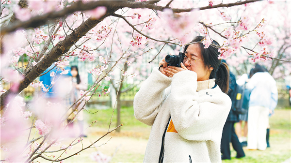 早櫻初綻，即將迎來盛花期——  “武漢櫻花”成踏青旅遊搜索熱詞_fororder_01