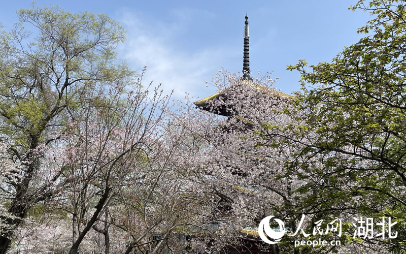 湖北武漢：人潮花海 不負春天