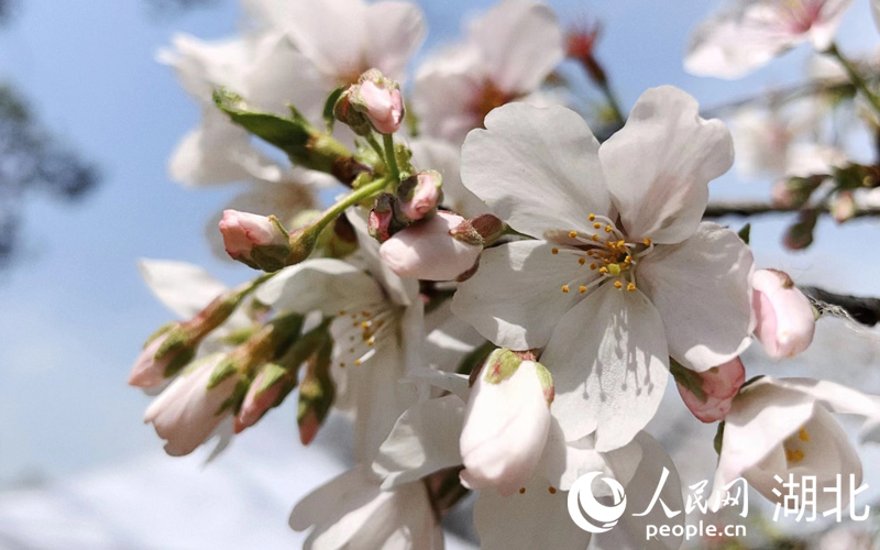 湖北武漢：人潮花海 不負春天