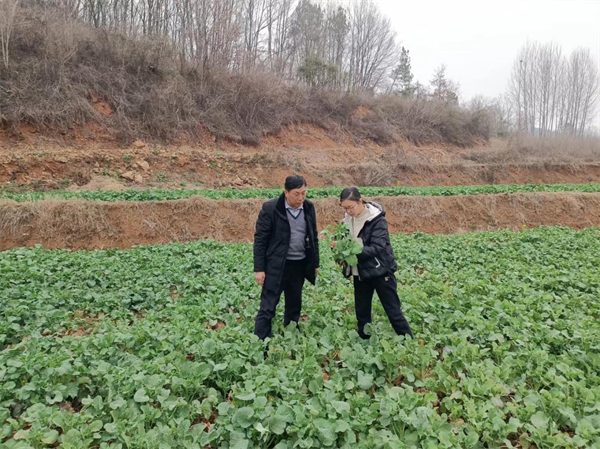 荊門京山市科技特派員田間地頭開“良方”_fororder_圖片19