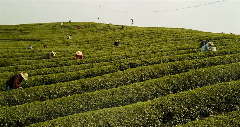 湖北赤壁：千年青磚茶走出百億産業鏈