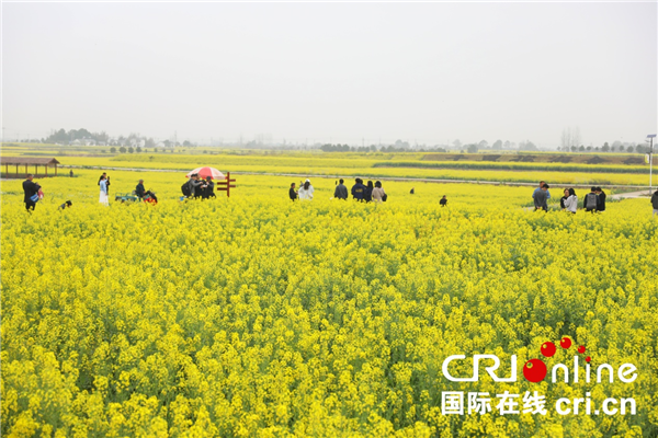 2023年湖北省油菜花節暨荊門•沙洋第十五屆油菜花旅遊節將於3月18日在荊門開幕_fororder_圖片6