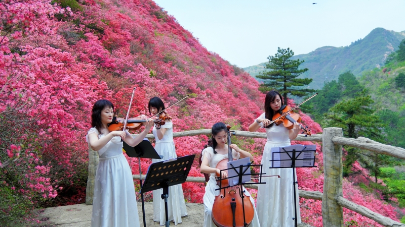 武漢黃陂：杜鵑花開滿山紅