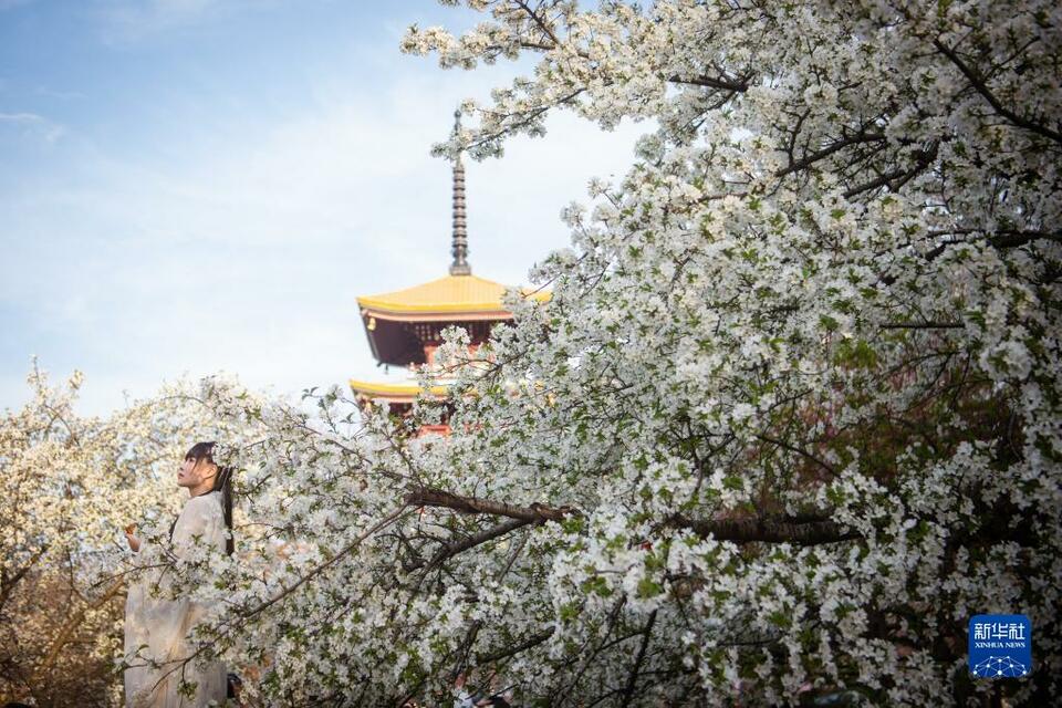 湖北武漢：櫻花綻放醉遊人