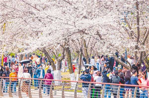 武漢百餘公園可賞櫻_fororder_01