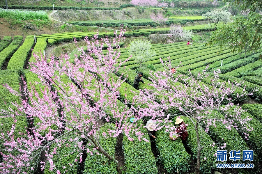 湖北宜昌：春花相伴採茶忙