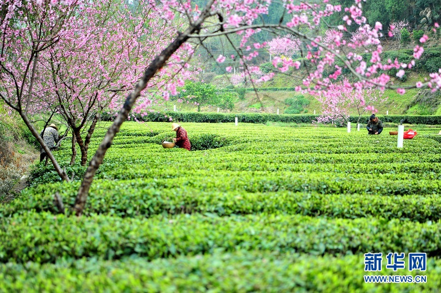 湖北宜昌：春花相伴採茶忙