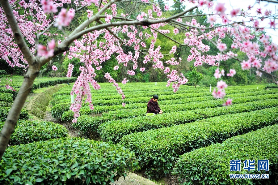 湖北宜昌：春花相伴採茶忙