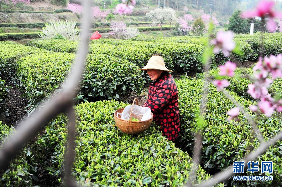 湖北宜昌：春花相伴採茶忙