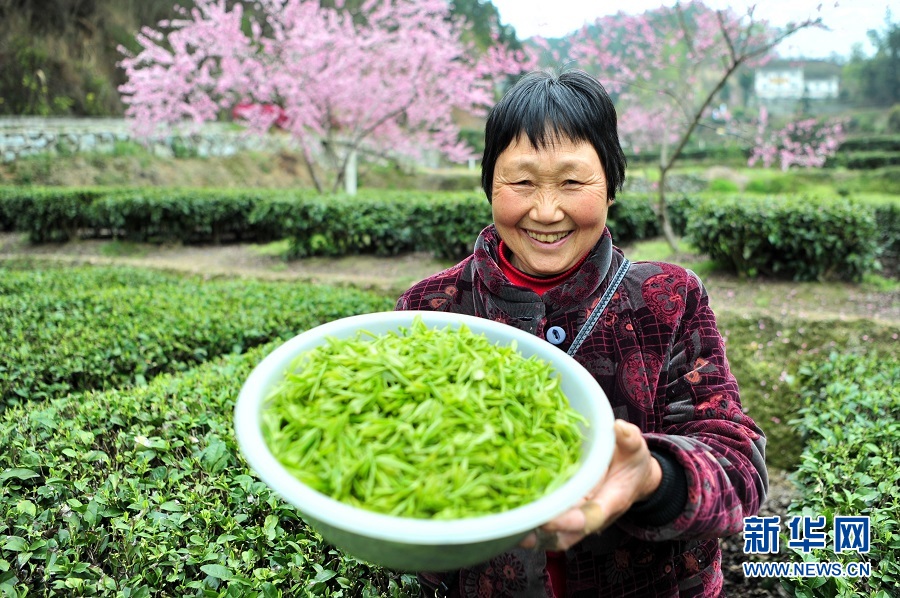 湖北宜昌：春花相伴採茶忙