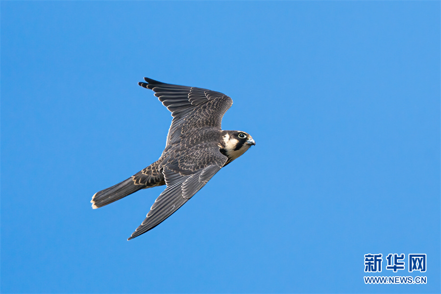 破紀錄！2022年380種鳥兒翺翔武漢天空