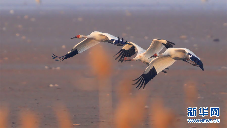 破紀錄！2022年380種鳥兒翺翔武漢天空