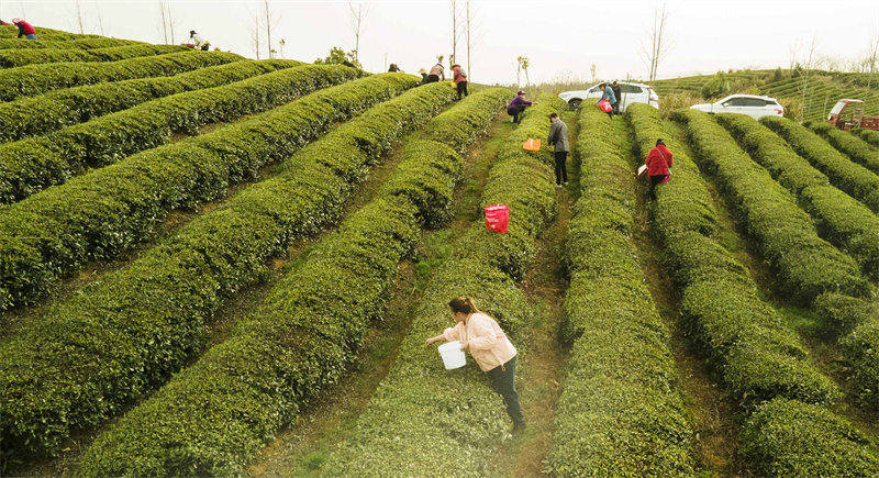 湖北赤壁：千年青磚茶走出百億産業鏈