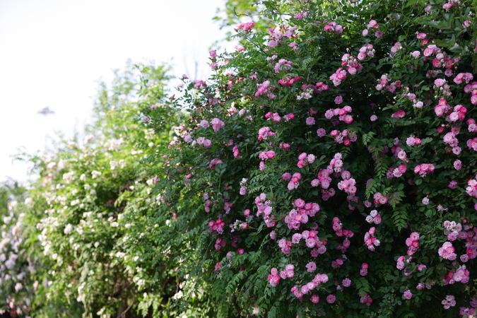 襄陽南漳：薔薇“花瀑”扮靚街頭